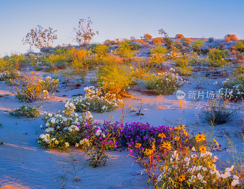 野花遍布Anza Borrego沙漠国家公园的山丘(P)